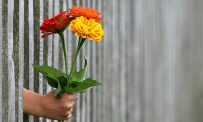 A person gives a bright bouquet of flowers across a fence
