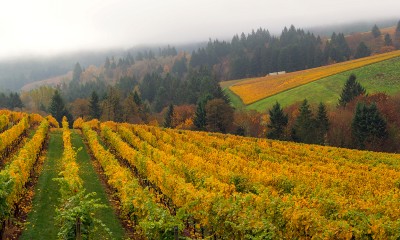 A landscape photo of a vineyard on a hillside, with yellow-and-green vines and fog in the distance