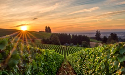 Sun rising over a vineyard in Willamette Valley